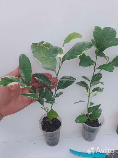 Лимон Пинк Эврика