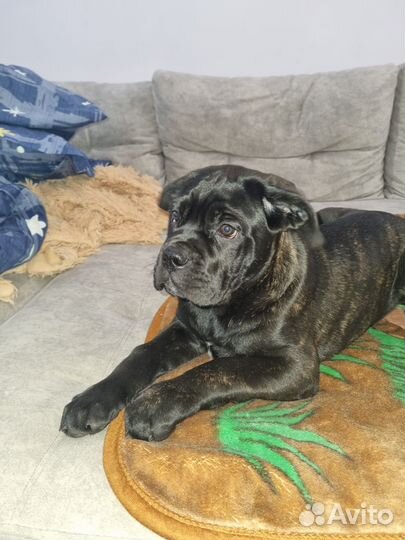 Щенки Кане Корсо