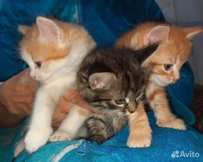 Котята