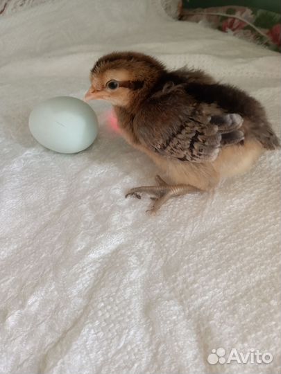 Инкубационное яйцо