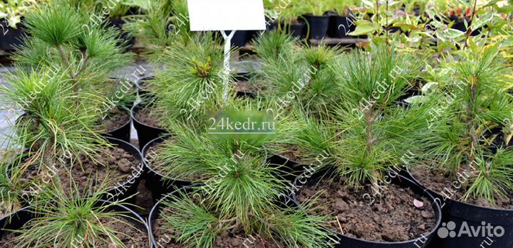 Саженцы кедра