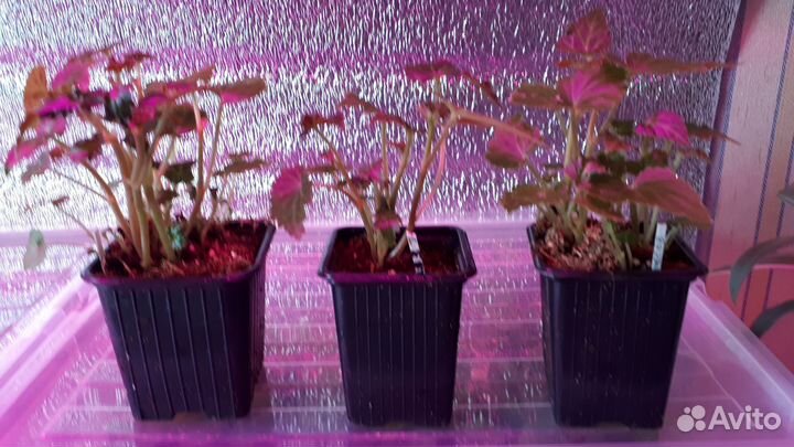 Бегония ампельная Беллекония для кашпо