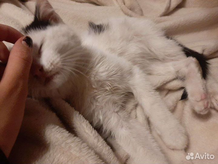 Это Эмили,ее выбросили хозяева,ищу добрых хозяев