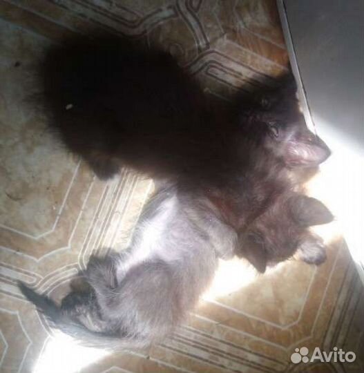 Котята 2 мальчика