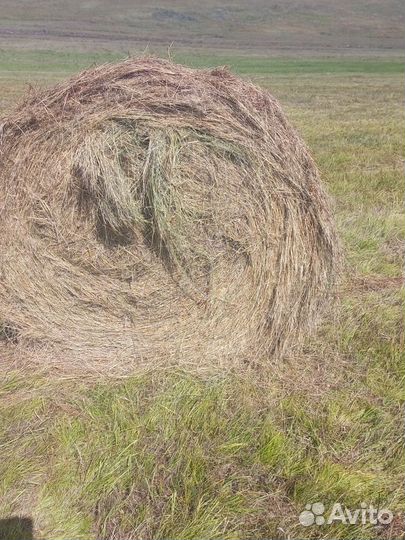 Продам сено в рулонах