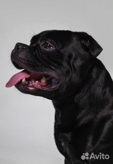 Стаффордширский Бультерьер вязка