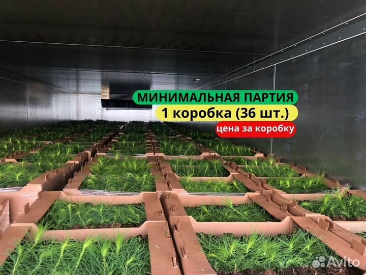 Сеянцы сосны обыкновенной зкс