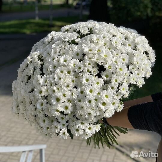 Хризантемы мо Москва