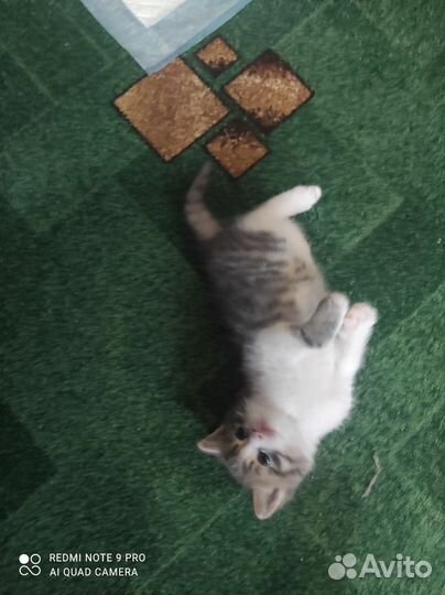 Шотландский котенок мальчик