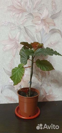 Коралловая бегония