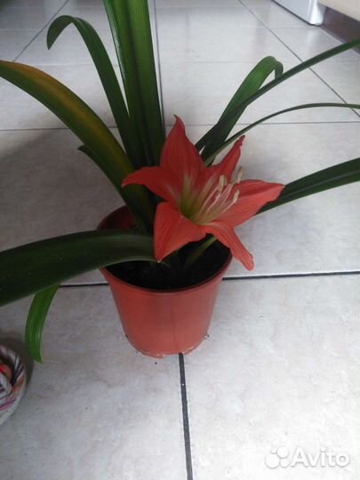 Гипераструм, амариллис