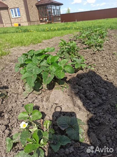 Земклуника Купчиха (саженцы)