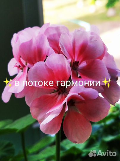 Герань, пеларгония (красная, розовая И алая)