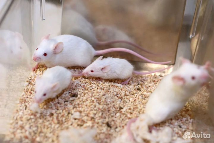 Крысы бегунки