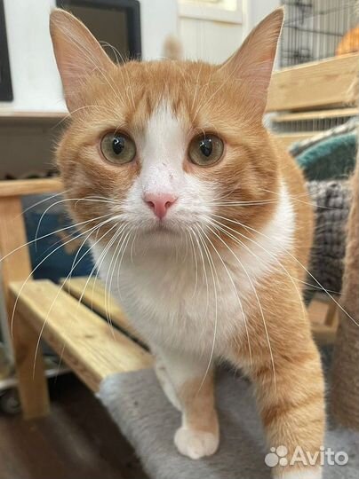 Рыжий кот из сказки