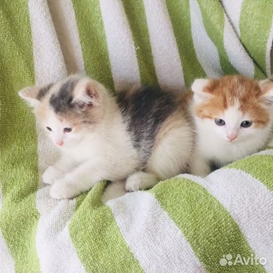 Отдам двух маленьких котёночка