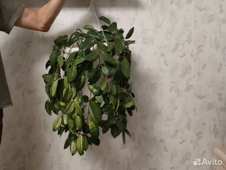 Хойя - восковой плющ