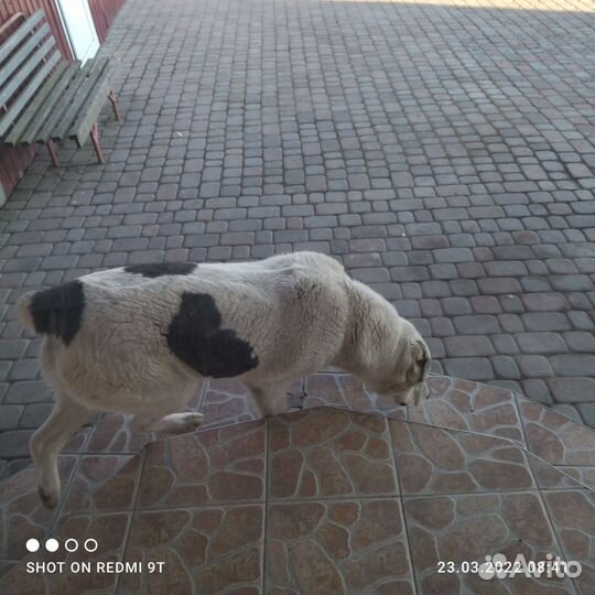 Алабая в хорошие, добрые руки