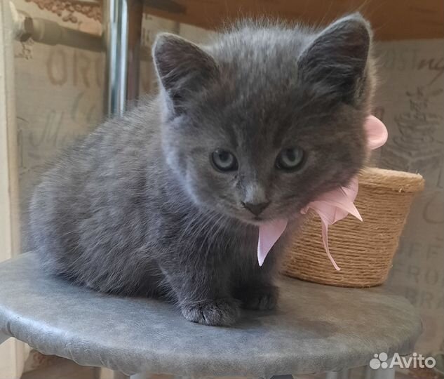 Котенок в добрые руки