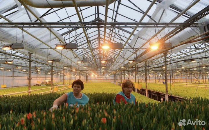 Работница теплиц. Вахта. Оплата еженедельно