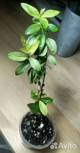 Мирт вариегатный