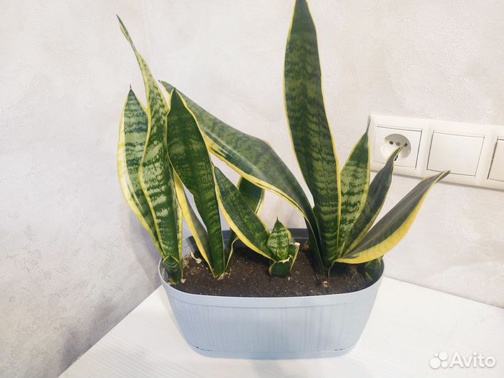 Комнатные цветы