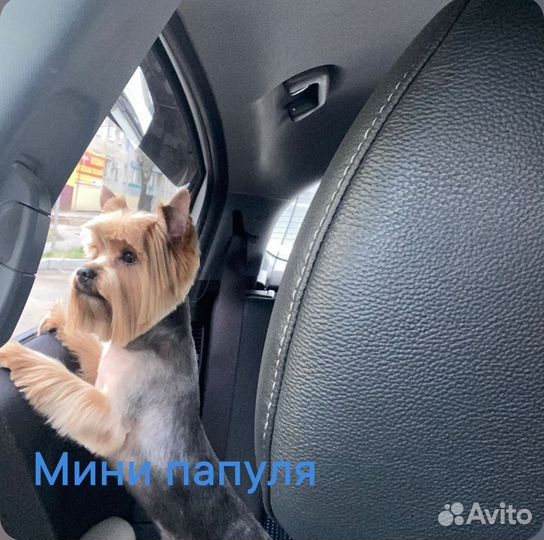 Йоркширский терьер щенки