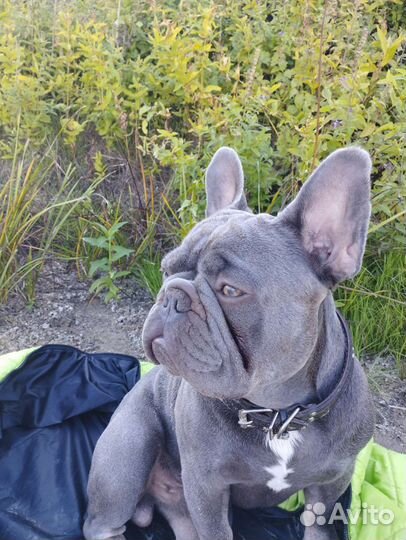 Вязка с лиловым Чемпионом