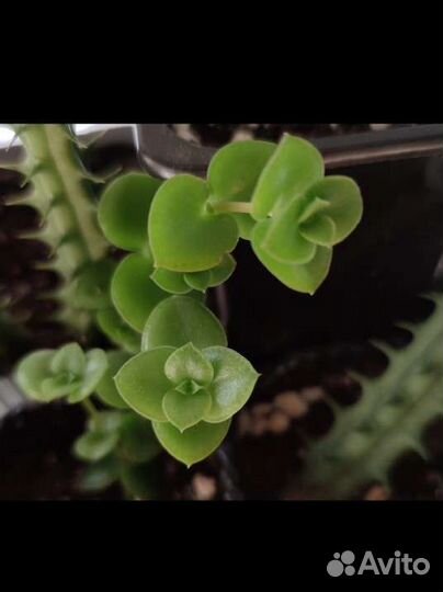 Крассулы разные (суккуленты)
