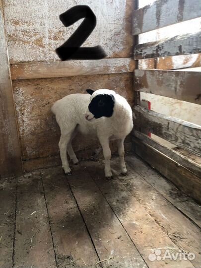 Овцы бараны ягнята дорпер