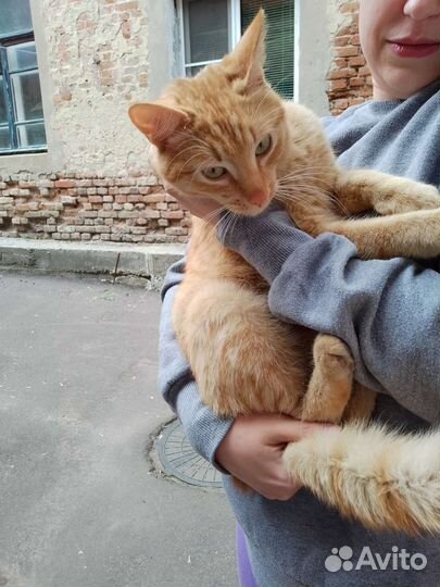 Кот ищет дом