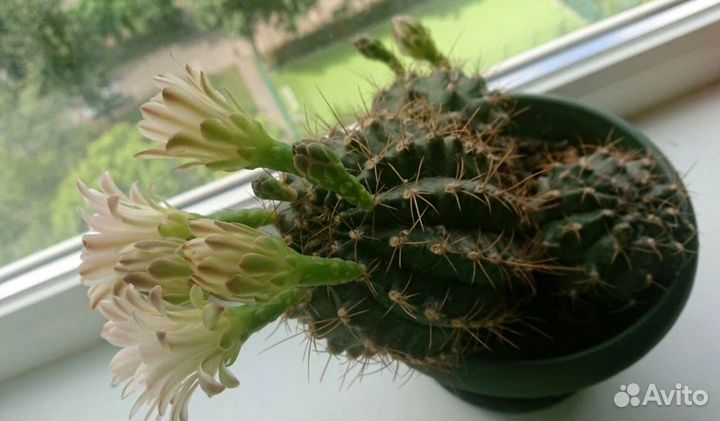 Семена кактусов Gymnocalycium и Frailea