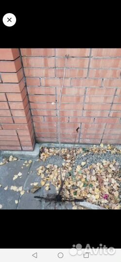 Саженцы вышня владимировка