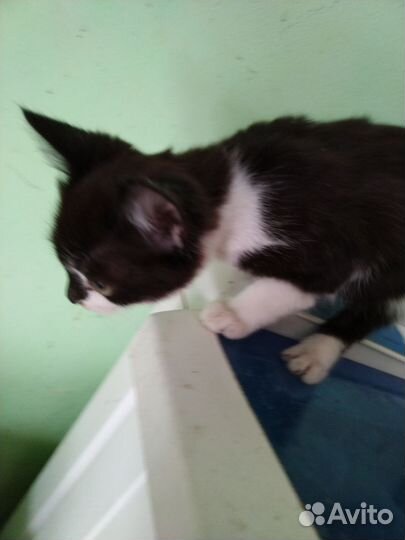 Коты мышеловы