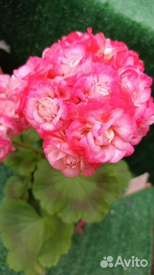 Герань пеларгония