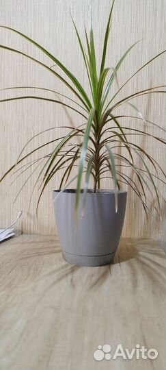 Комнатные цветы драцена