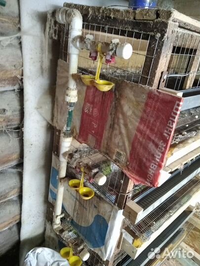 Клетки для перепелов б/у