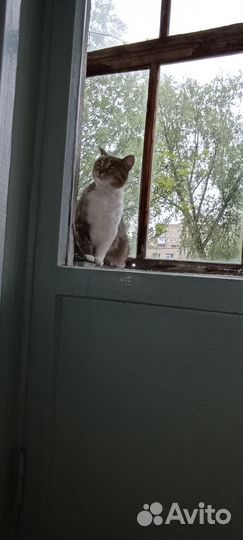 Трехцветная