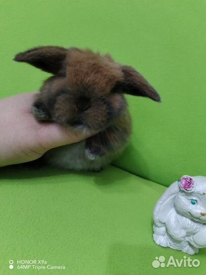 Mini lon (минилопы с документами)