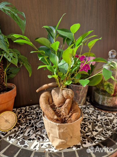 Фикус Микрокарпа Гинсенг