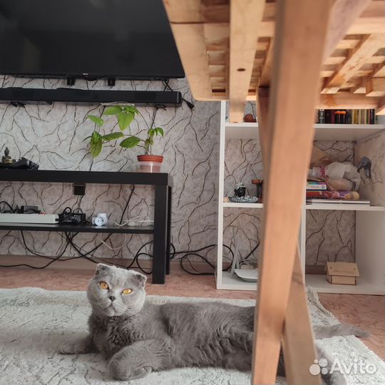 Отдам кота в добрые руки