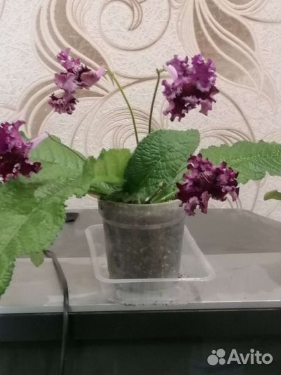 Стрептокарпус