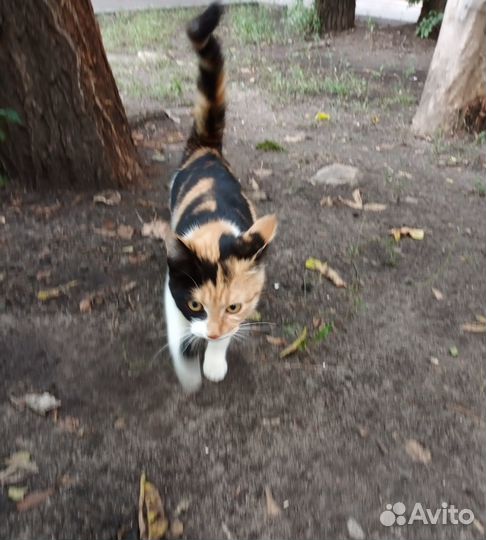 Котенок