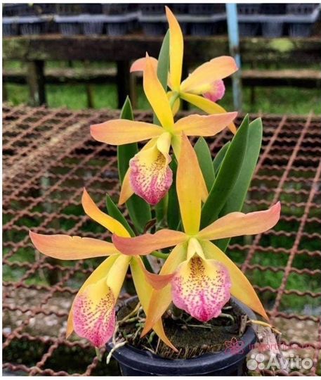 Орхидея каттлея