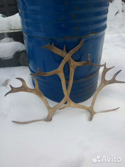 Продам рога оленя
