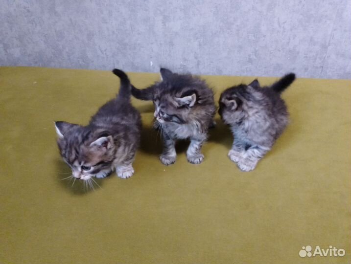 Отдаю котят