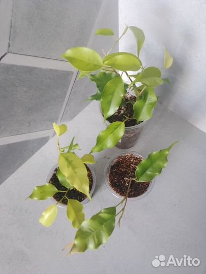 Фикус Бенджамина