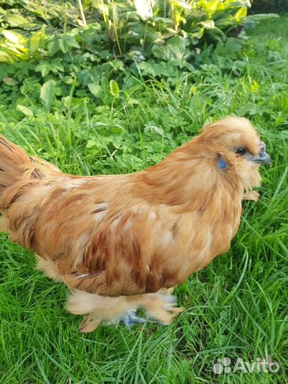 Петух китайский шелковый