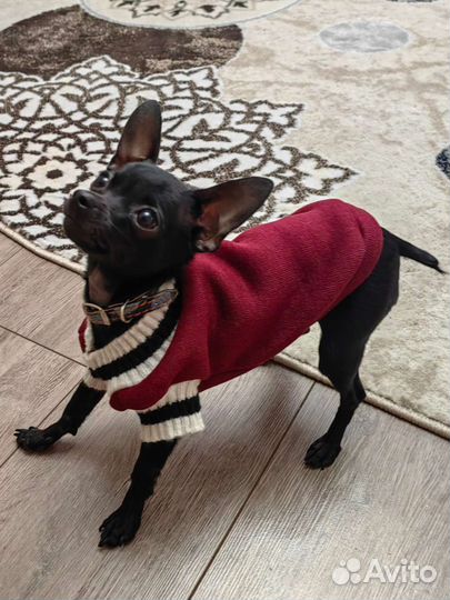 Мини той-терьер вязка