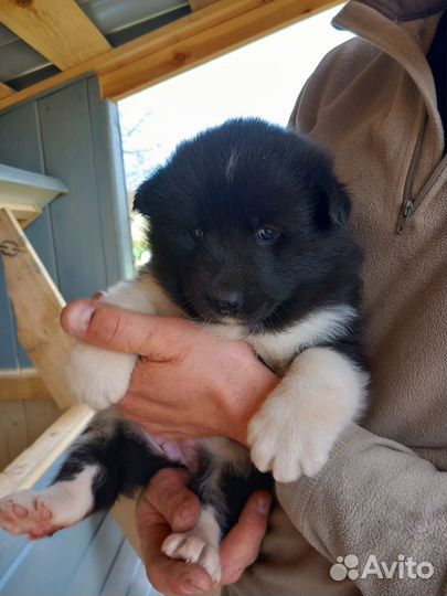 Русско европейская лайка